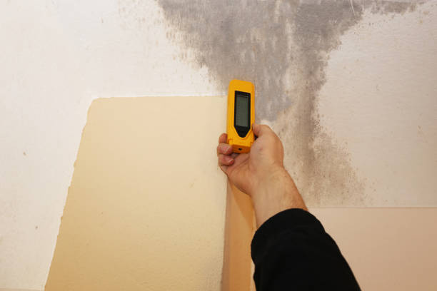 Reliable Red Bay, AL Mold Removal Solutions