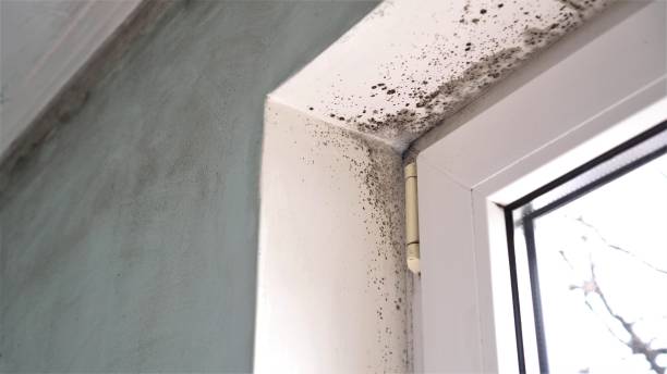 Best Crawl Space Mold Remediation  in Red Bay, AL