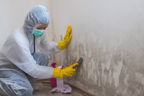 Best Airborne Mold Testing  in Red Bay, AL