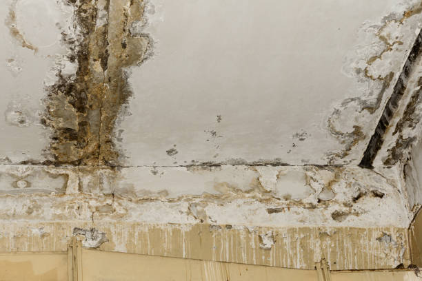 Best Forensic Mold Investigation  in Red Bay, AL