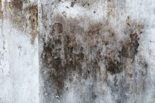 Best Air Quality Testing for Mold Spores  in Red Bay, AL