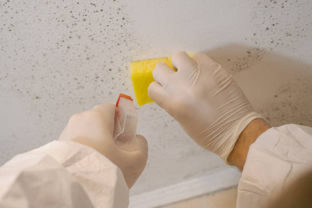Best Dehumidification Services  in Red Bay, AL