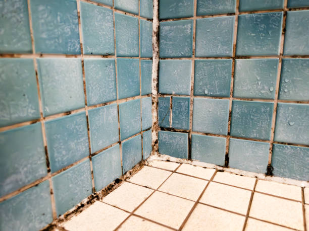 Best Basement Mold Removal  in Red Bay, AL