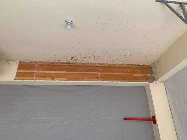 Dehumidification Services in Red Bay, AL
