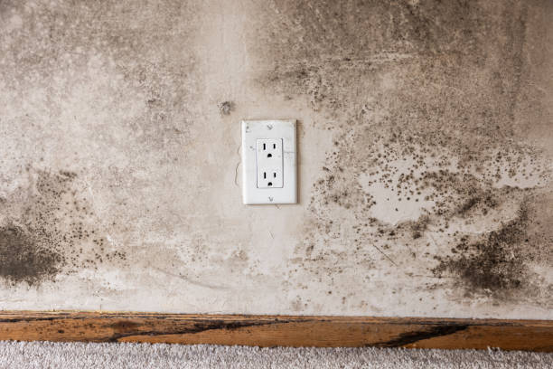 Best Residential Mold Inspection & Testing  in Red Bay, AL