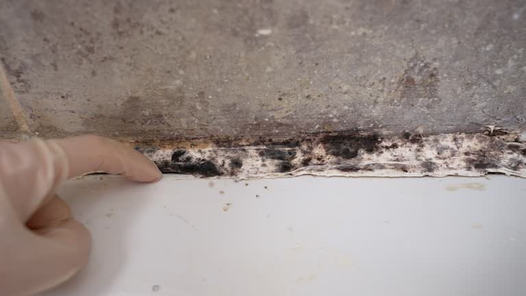 Best Biohazard Mold Removal  in Red Bay, AL