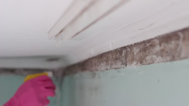 Best Post-Construction Mold Inspection  in Red Bay, AL